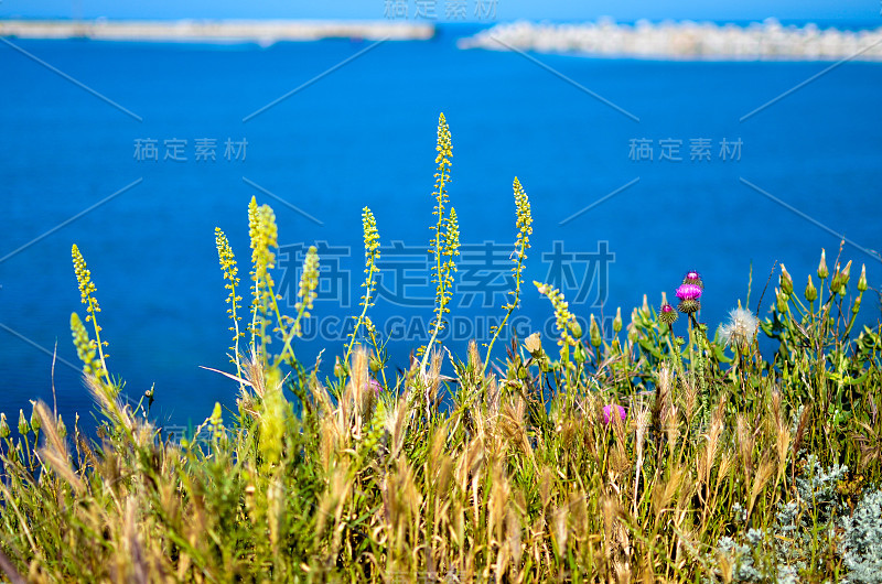 克里米亚黑海塞瓦斯托波尔湾陡峭的河岸上的田花