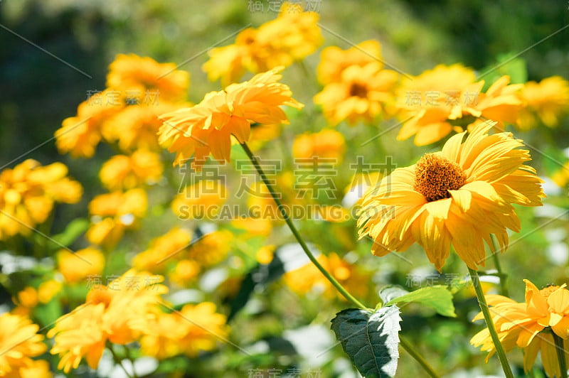 花园里开着黄色的紫锥菊