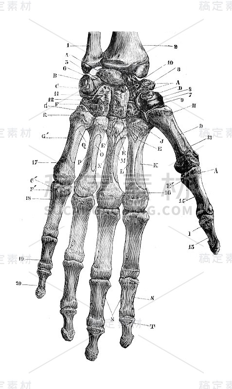 《外科解剖学》中手腕部的骨架，作者B. Anger, 1869年，巴黎