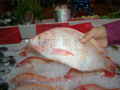 红鲷鱼