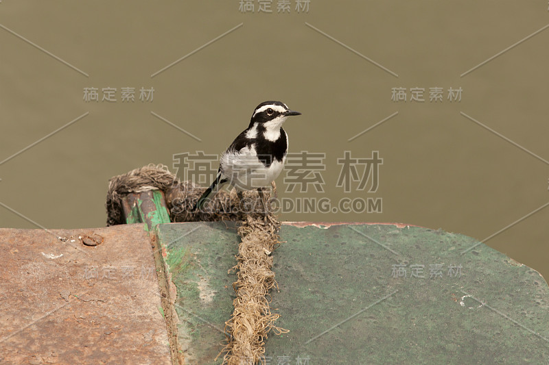 非洲斑驳的鹡鸰