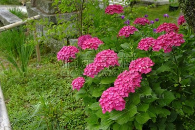 绣球花，Ukyo Ward，日本京都