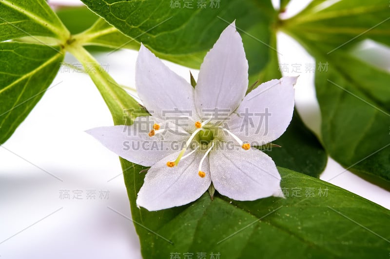 花是Trientalis europaea