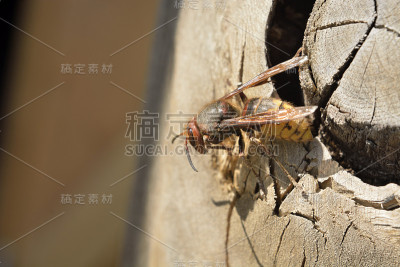 大黄蜂