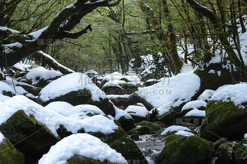 森林里白雪皑皑