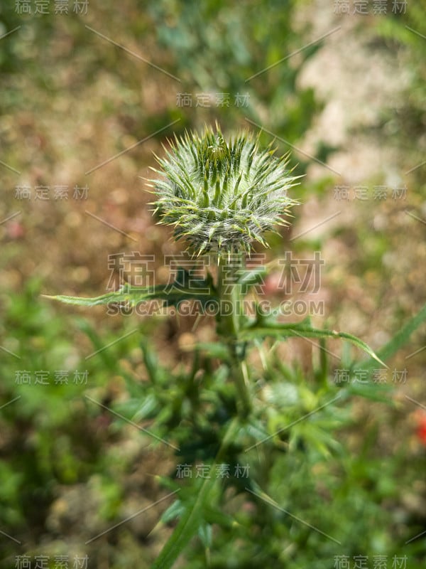 刺蓟花蕊和绿叶