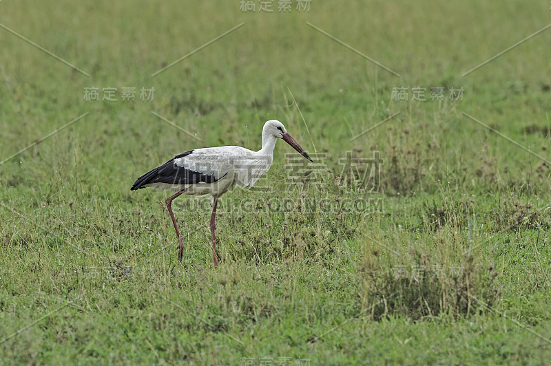 白鹳(Ciconia Ciconia)是白鹳科的一种大型鸟类。塞伦盖蒂国家公园