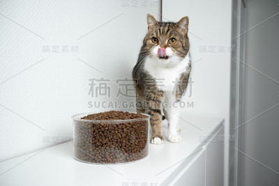 猫干粮