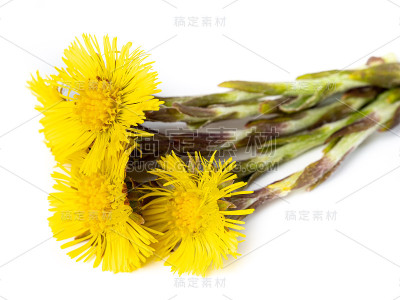款冬花孤立在白色背景上
