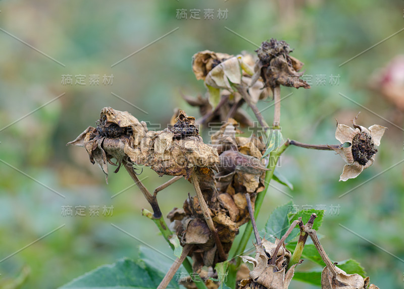 干玫瑰花粉