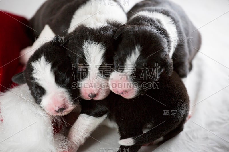 三只边境牧羊犬幼犬