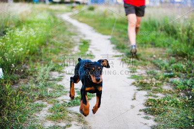 年轻的杜宾犬