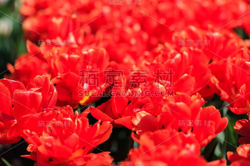 室外的红色橙色郁金香花和绿色叶子的特写。春天里美丽的花朵