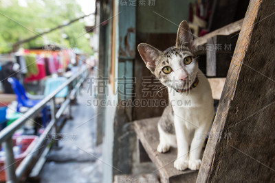 猫看到