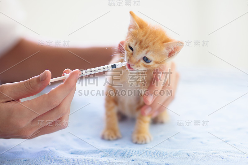 小猫在兽医诊所。在医生那里给猫接种疫苗。