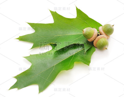 绿叶上的橡子。