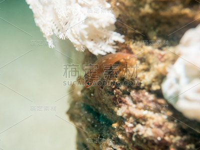 虾虎鱼在海底
