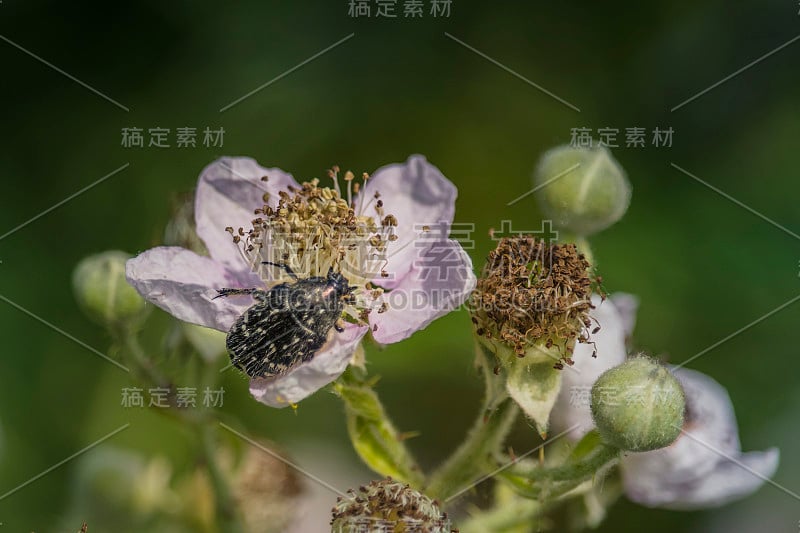 黑莓花上的甲虫