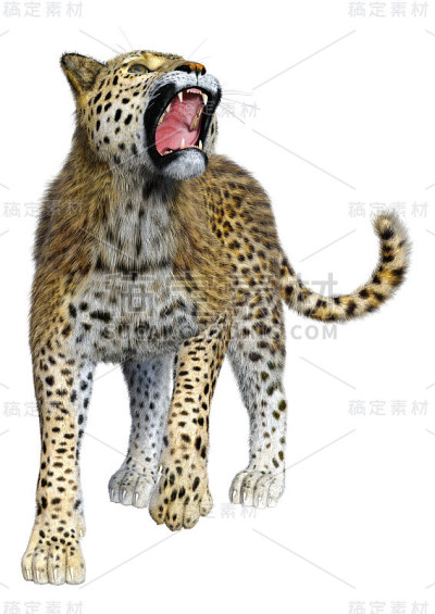 3D插图大猫豹在白色