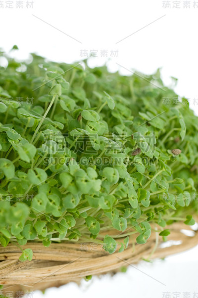 豆芽