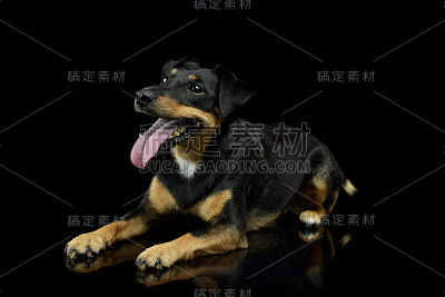 摄影工作室拍摄的可爱的杰克罗素梗小狗