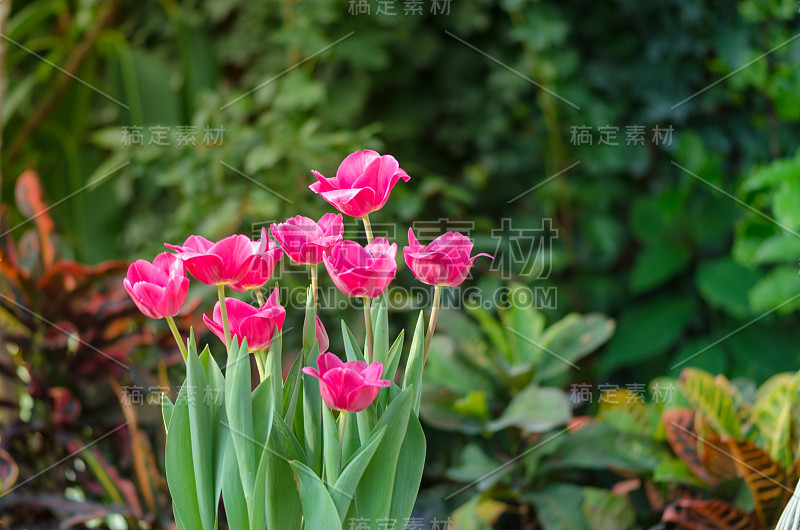 花园里的郁金香在暖房里沐浴着春天的阳光