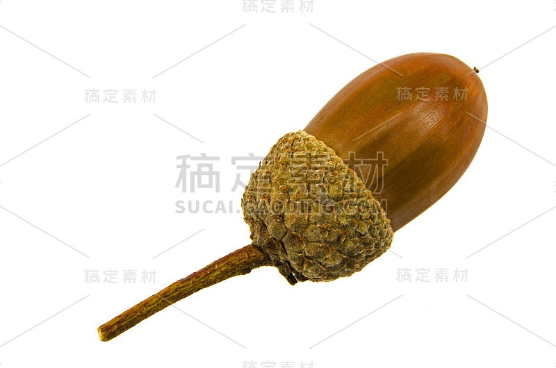 橡子孤立