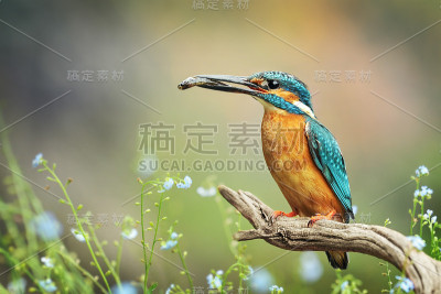 翠鸟用鱼细看