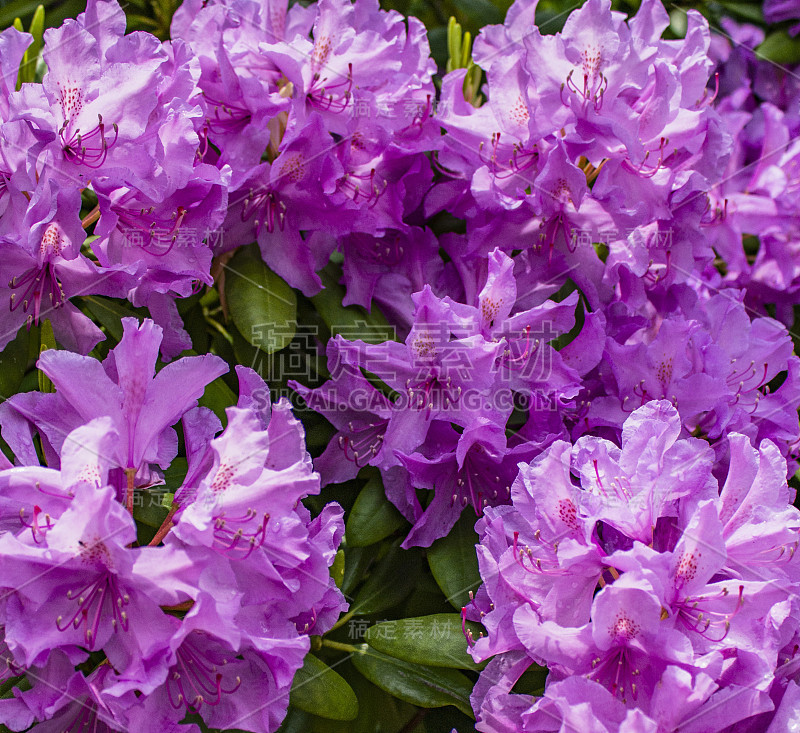 紫色的花