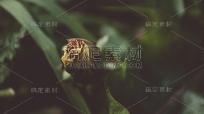 近距离的蒲公英花生长在田野