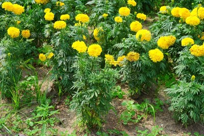 万寿菊,黄色花