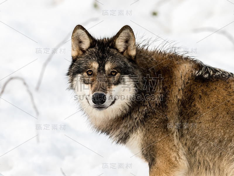 灰狼，犬类狼疮，看着镜头。以雪为背景。