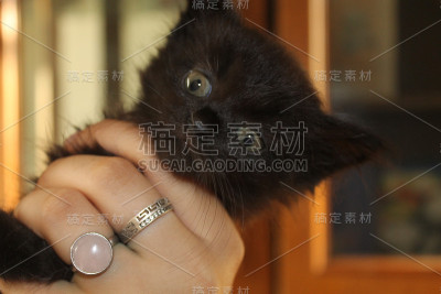 小猫手里