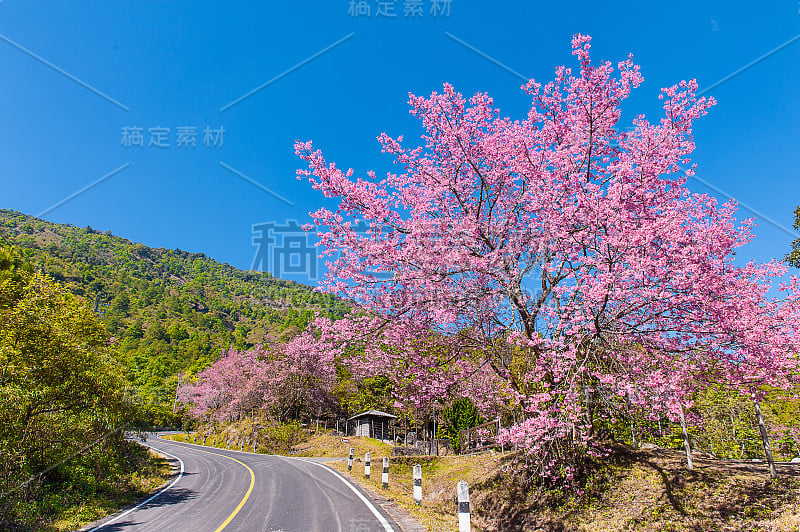 泰国樱花粉红色花在清迈，泰国，野生喜马拉雅