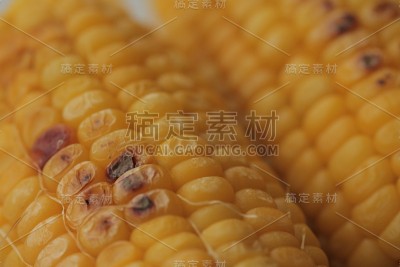刚收获的玉米
