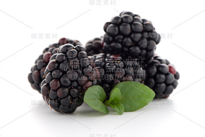 黑莓用树叶