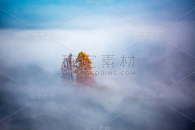雾遮住了植被