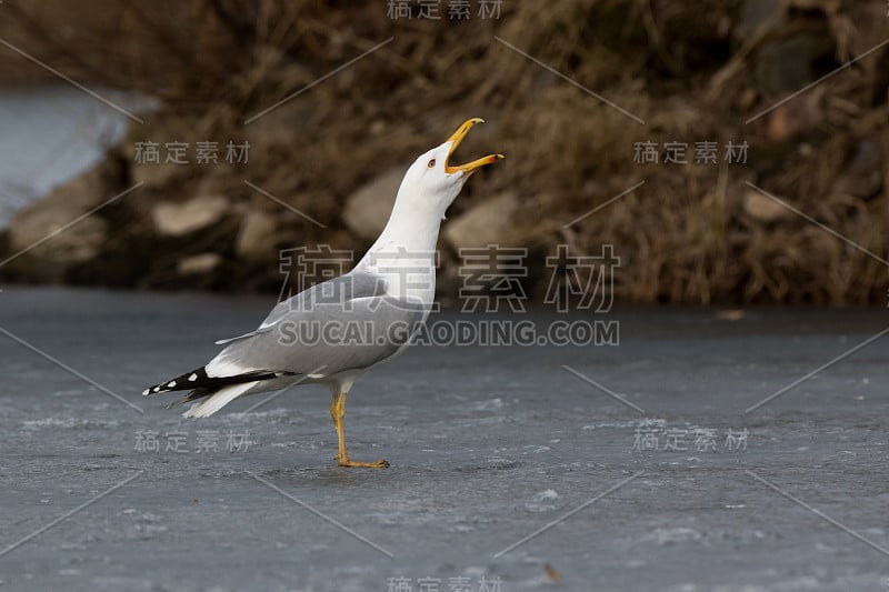 Larus cachinnans。鸟类的种类鉴定不准确