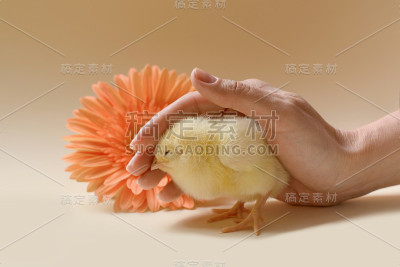 这是一只新生的鸡，被一只雌性的手掌所覆盖。