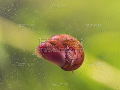 玻璃表面上的蜗牛。