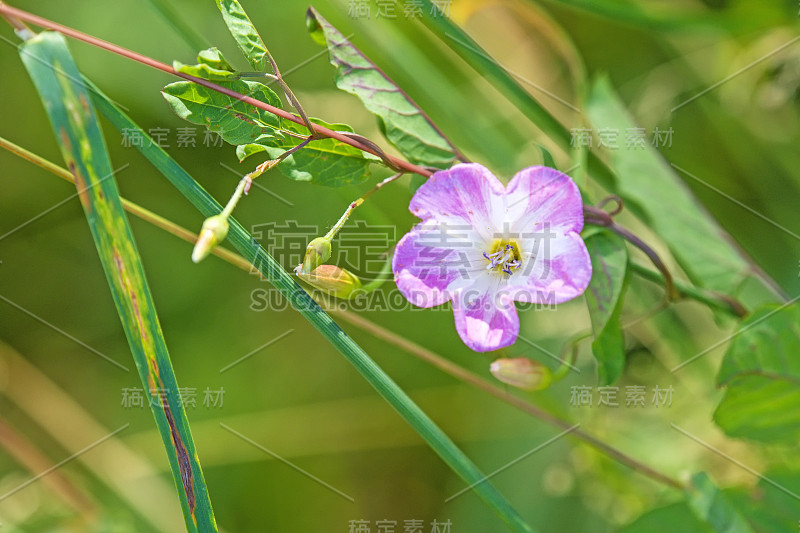 野旋花，惊厥