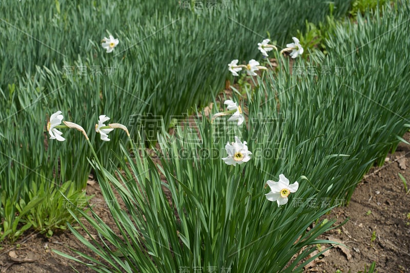 一排白色水仙花在四月盛开