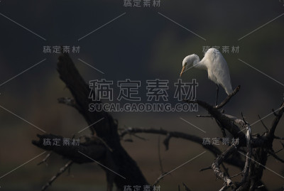 小白鹭