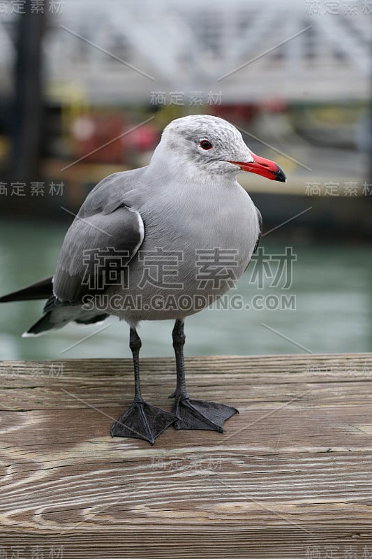 海尔曼的海鸥（不成熟）