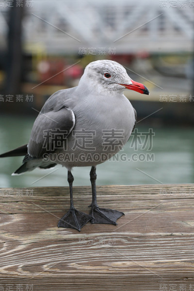 海尔曼的海鸥（不成熟）