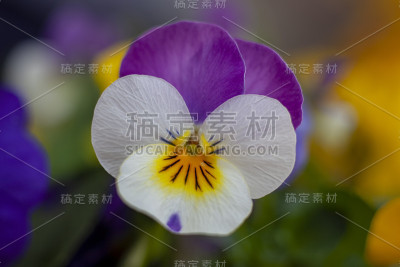 堇型花