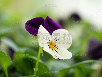 特写的紫色和白色紫罗兰