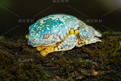 流苏叶蛙