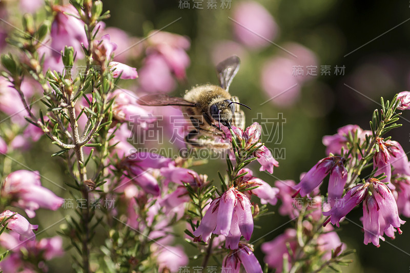 大黄蜂在石南花上