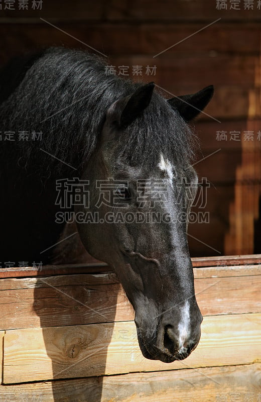 赛马在他的马厩里